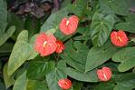 Büyük Flamingo Çiçeği , Kuyruk Çiçeği Anthurium Andreanum