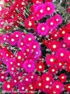 Buzçiçeği , Öğle Çiçeği Lamparanthus Spectabilis