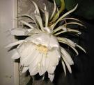 Cactus Sp.