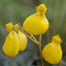 Calceolaria