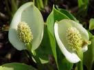 Calla Palustris