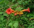 Campsis Radicans