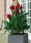 Canna indica