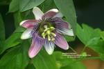 Çarkıfelek , Mavi Çarkıfelek Passiflora Caerulea