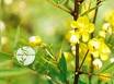 Cassia Angustifolia