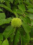 Castanea Sativa