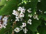 Catalpa Bignonioides