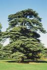 Cedrus Libani