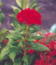 Celosia Argentea