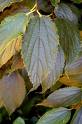 Celtis Australis L.