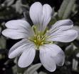 Cerastium Tomentosum L.