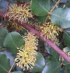 Ceratonia Siliqua L.
