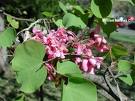 Cercis Siliguastrum