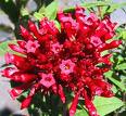 Cestrum Purpureum