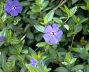 Cezayir Menekşesi Vinca Sp.