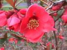 Chaenomeles Speciosa