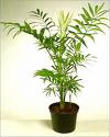 Chamaedorea Elegans