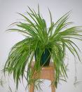 Chlorophytum Colosum