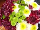 Chrysanthemum