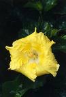Çingüllü - Yalınkatı Hibiscus Rosa Sinensis
