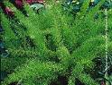 Çıtır , Kuşkonmaz Asparagus Densiflorus (Sprengeri)
