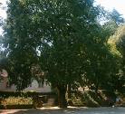 Çitlembik Celtis Australis L.
