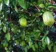 Citrus Aurontium Var Bergamia