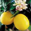 Citrus Limon