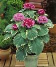 Clerodendrum Bungei