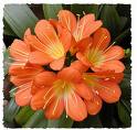 Clivia Miniata