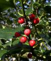 Çobanpüskülü Ilex Aquifolium (Elegantissima)