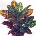 Codiaeum Variegatum