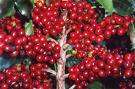 Coffea Arabica