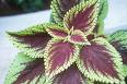 Coleus Blumei Hybr.