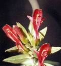 Columnea Microphylla