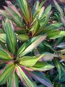 Cordyline Fruticosa