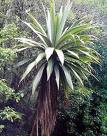 Cordyline indivisa