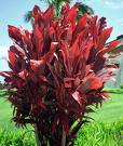 Cordyline Terminalis