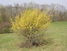 Cornus Mascula