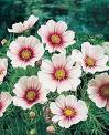 Cosmos Sulphuresus
