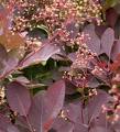 Cotinus Coggyria