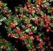 Cotoneaster Franchetti