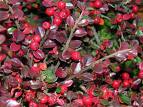 Cotoneaster Horizontals