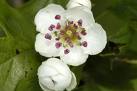 Crataegus Monogyna