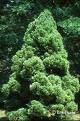 Cryptomeria Japonica