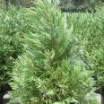 Cupressocyparis Leylandii