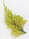 Cupressus Macrocarpa Goldcrest