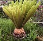 Cycas Revoluta