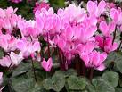 Cyclamen Persicum