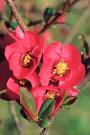 Cydonia Japonica